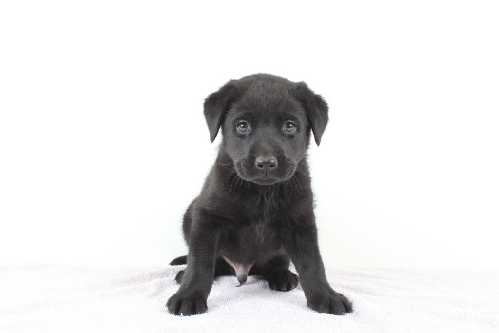 Black Labrador Retriever Black Lab Puppies for sale in Charlotte NC
