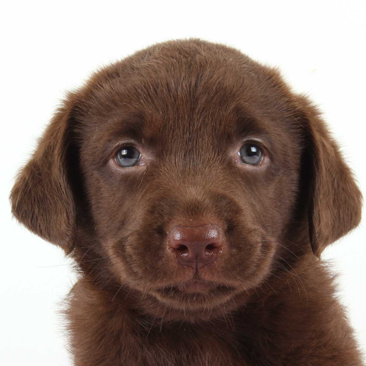 Chocolate Labrador Retriever Chocolate Lab Puppies for sale in Charlotte NC