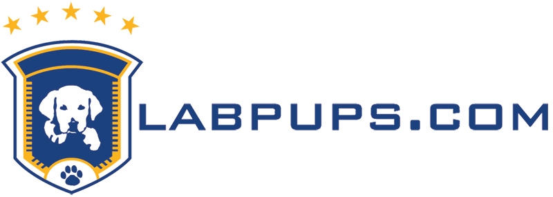 LabPups.com - Professional Labrador Breeder